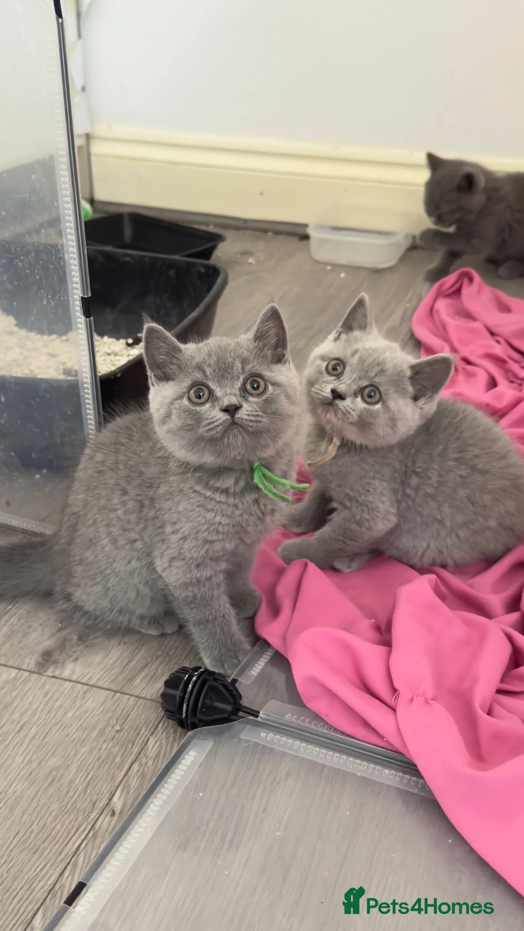 British Shorthair cats for sale: Beautiful Blue British Shorthair Kittens Ready Now - Advert 14