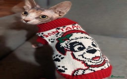Sphynx cats for sale: Female sphynx  - Image 3