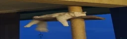Turkish Angora cats for sale: Angora x Maine Coon mix - Advert 6