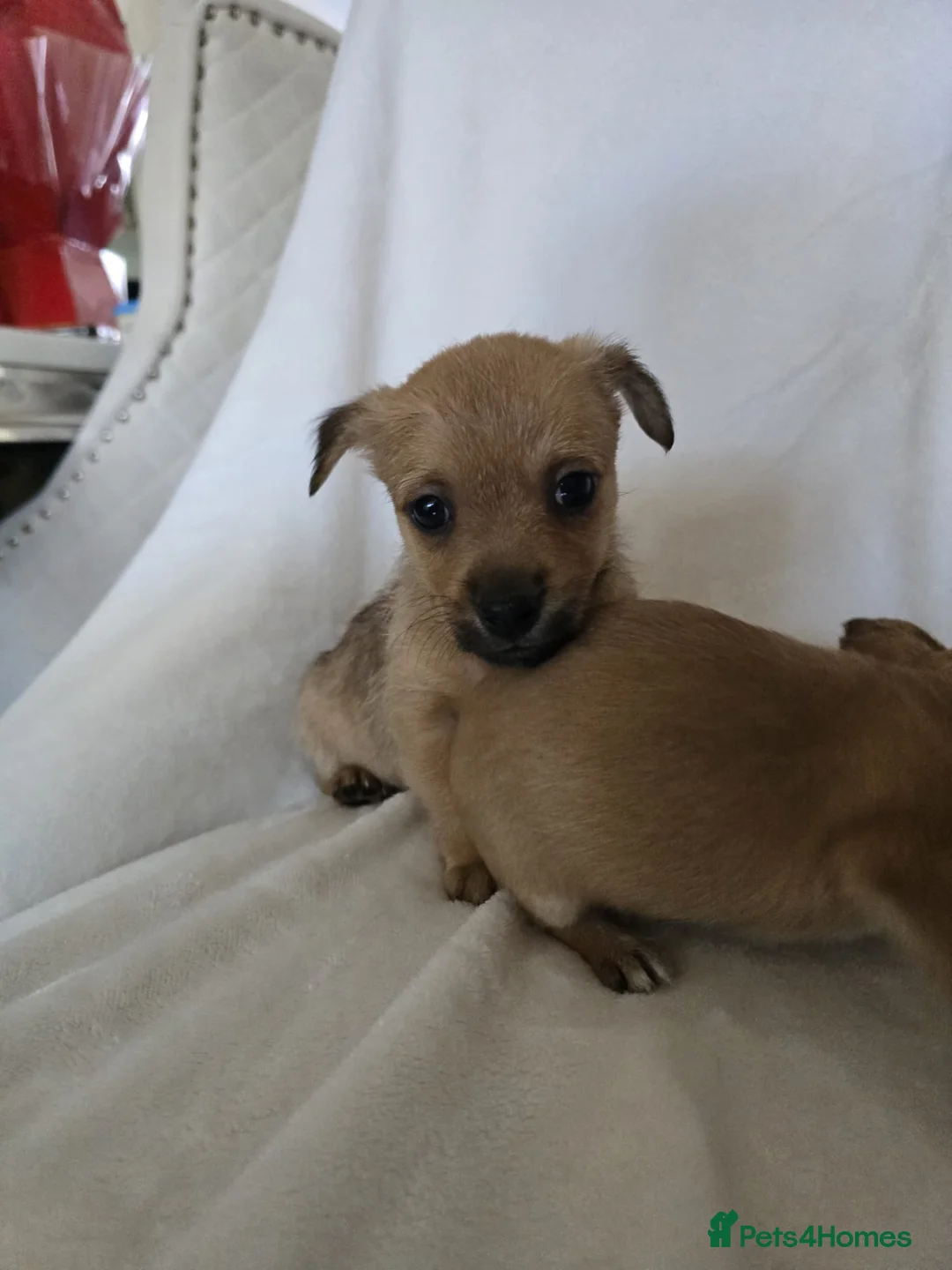 Chihuahua dogs for sale: Chihuahua puppies  - Advert 11