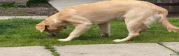 Golden Retriever dogs for sale: Female golden retriever  - Advert 3