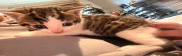 Mixed Breed cats for sale: Turkish van x American wire hair  - Advert 36
