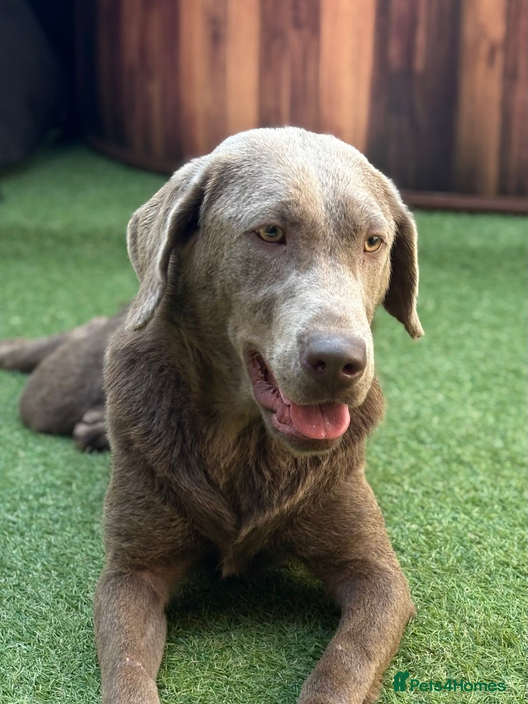 KC Registered silver Labrador female for sale in Stourport-on