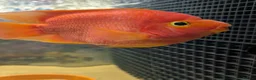 Cichlids fish for sale: KING KONG PARROT FISH AND FLOWERHOWN CICHLIDS - Advert 4