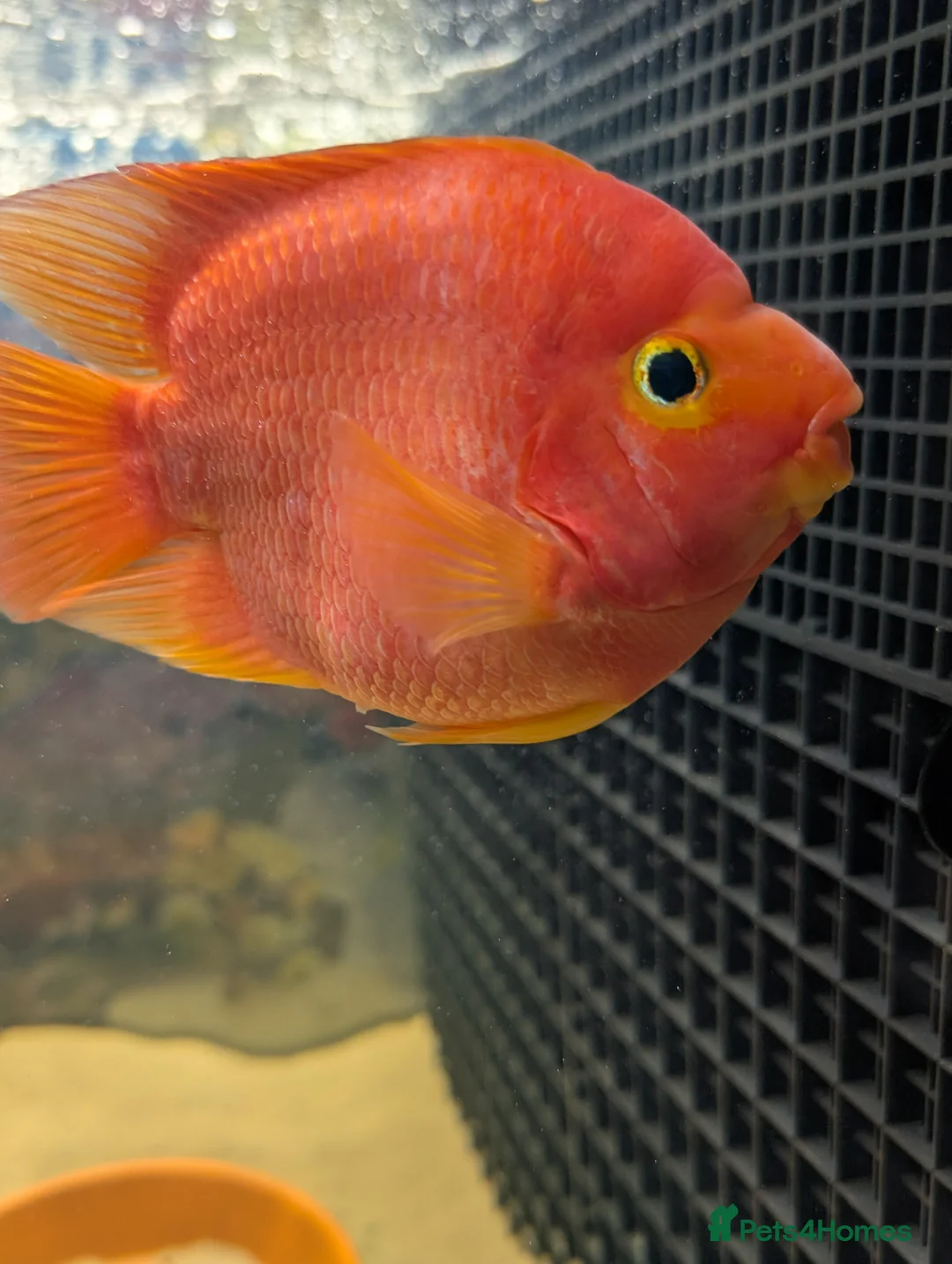 Cichlids fish for sale: KING KONG SANTA AND YUAN BOA PARROT FISH CICHLIDS - Advert 2