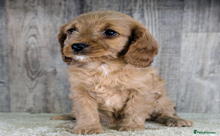 Cavapoo dogs Adorable Cavapoo Puppies Ready for thier new home - Advert 1