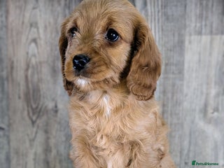 Cavapoo dogs Adorable Cavapoo Puppies Ready for thier new home - Advert 6