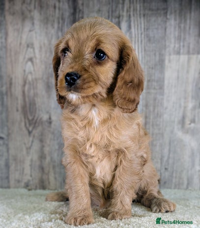 Cavapoo dogs Adorable Cavapoo Puppies Ready for thier new home - Advert 1