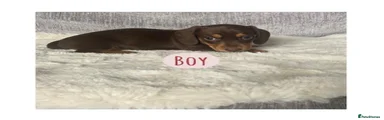 Miniature Dachshund Puppy boy 2