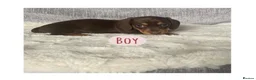 Miniature Dachshund dogs for sale: KC Miniature Dachshund 2 girls & 2 boys - Advert 5