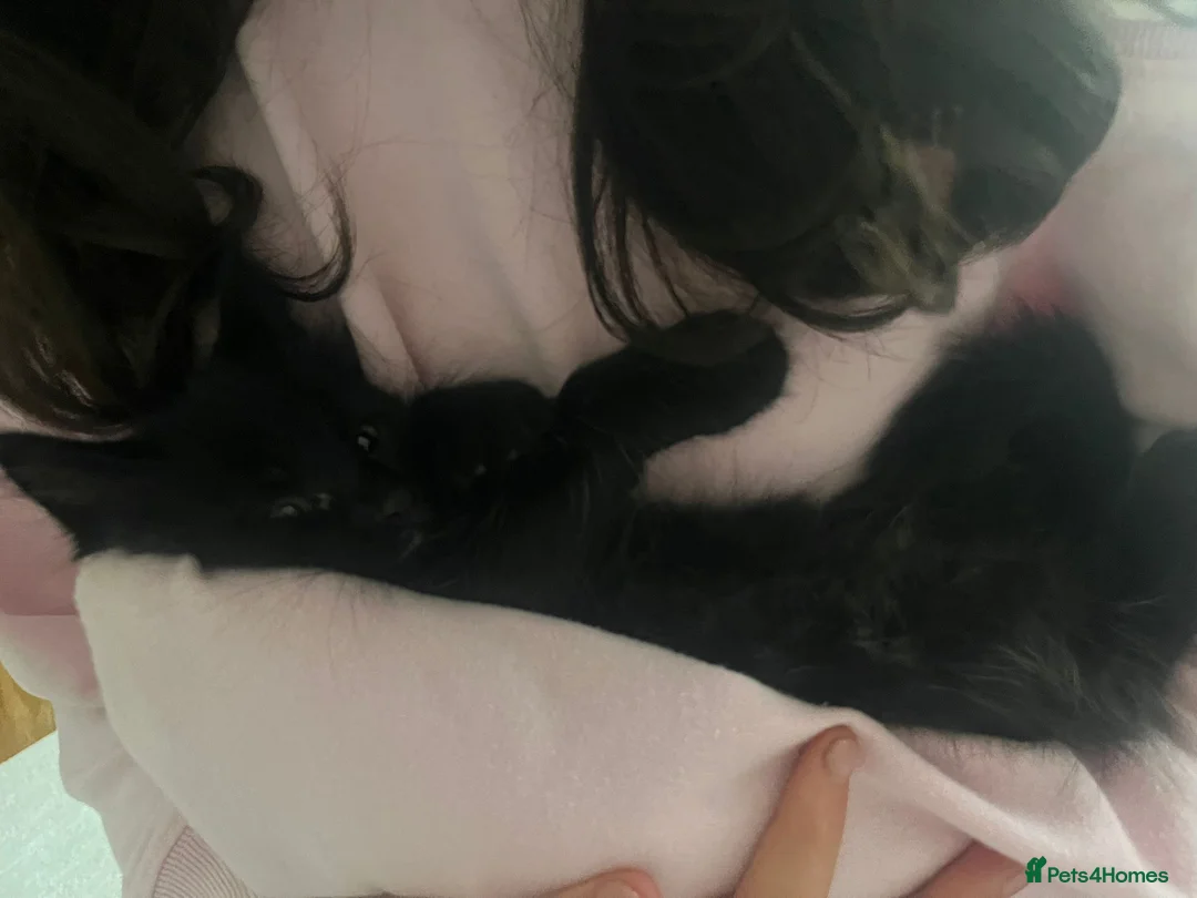 Turkish Angora cats for sale: Charming black male searching for a loving home 🐾 - Advert 10