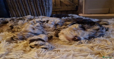 Sproodle dogs - Advert 10