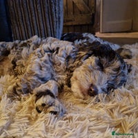 Sproodle dogs - Advert 10