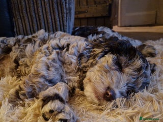 Sproodle dogs - Advert 19