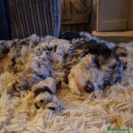 Sproodle dogs - Advert 2