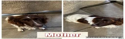 English Springer Spaniel dogs for sale: Springer spaniel puppies  - Advert 1