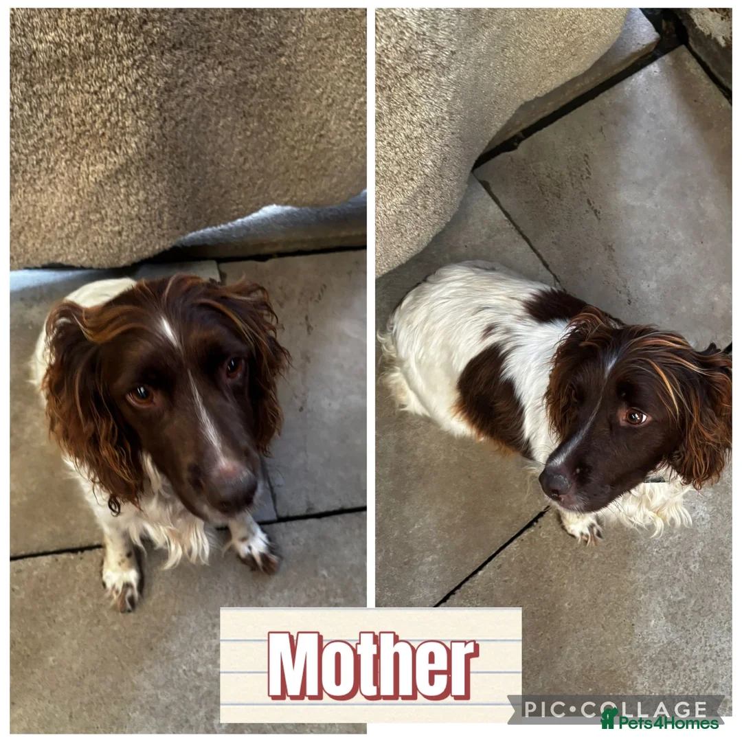English Springer Spaniel dogs for sale: Springer spaniel puppies  - Advert 1