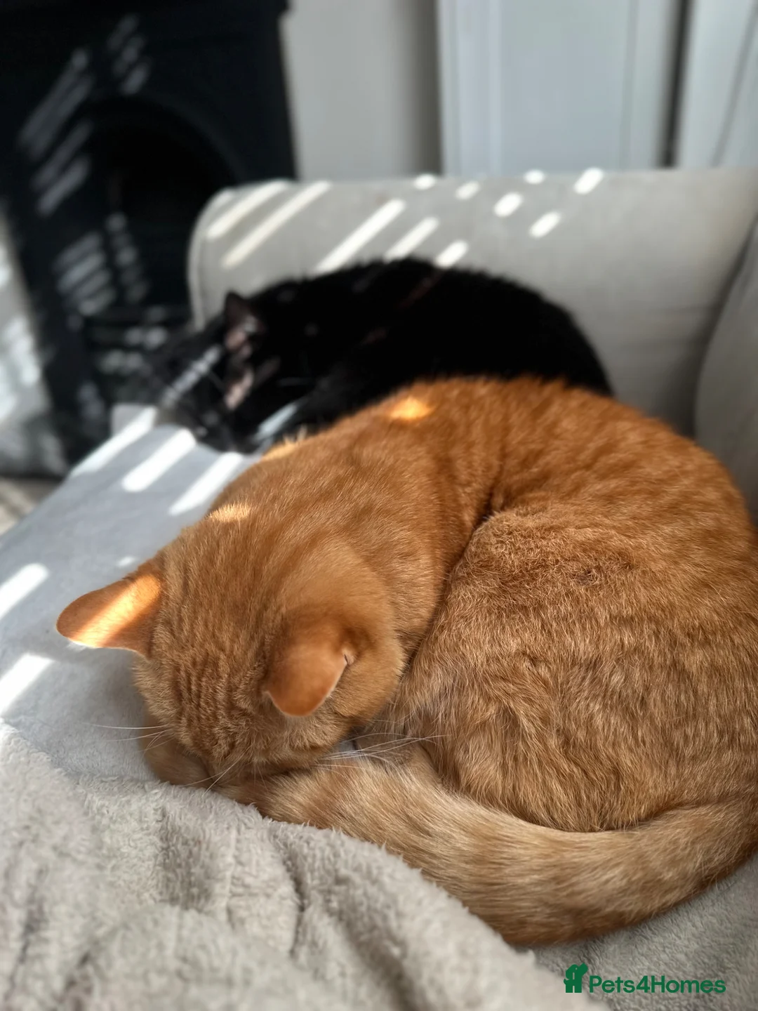 Domestic Shorthair cats for sale: Bertie & Buttons – Loving Bonded Pair 🐾 in Oswestry - Advert 1