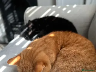 Domestic Shorthair cats Bertie & Buttons – Loving Bonded Pair 🐾 - Advert 5