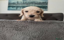 Miniature Dachshund dogs for sale: 2 male long-haired cream miniature dachshunds🩵 - Image 4
