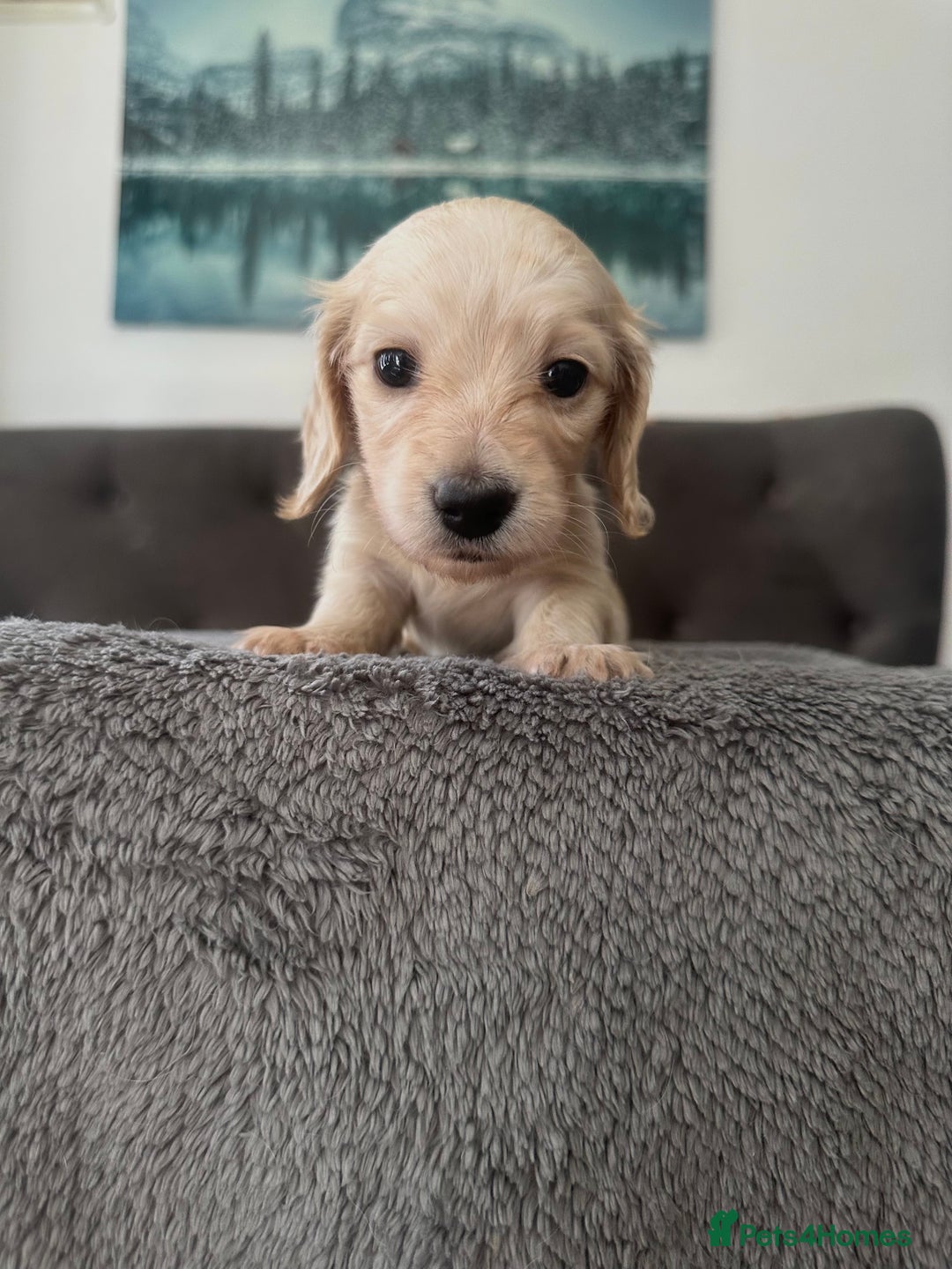 Miniature Dachshund dogs for sale: 2 male long-haired cream miniature dachshunds🩵 - Image 4