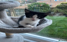 Domestic Shorthair cats for sale: 2 Male Kittens - Image 12