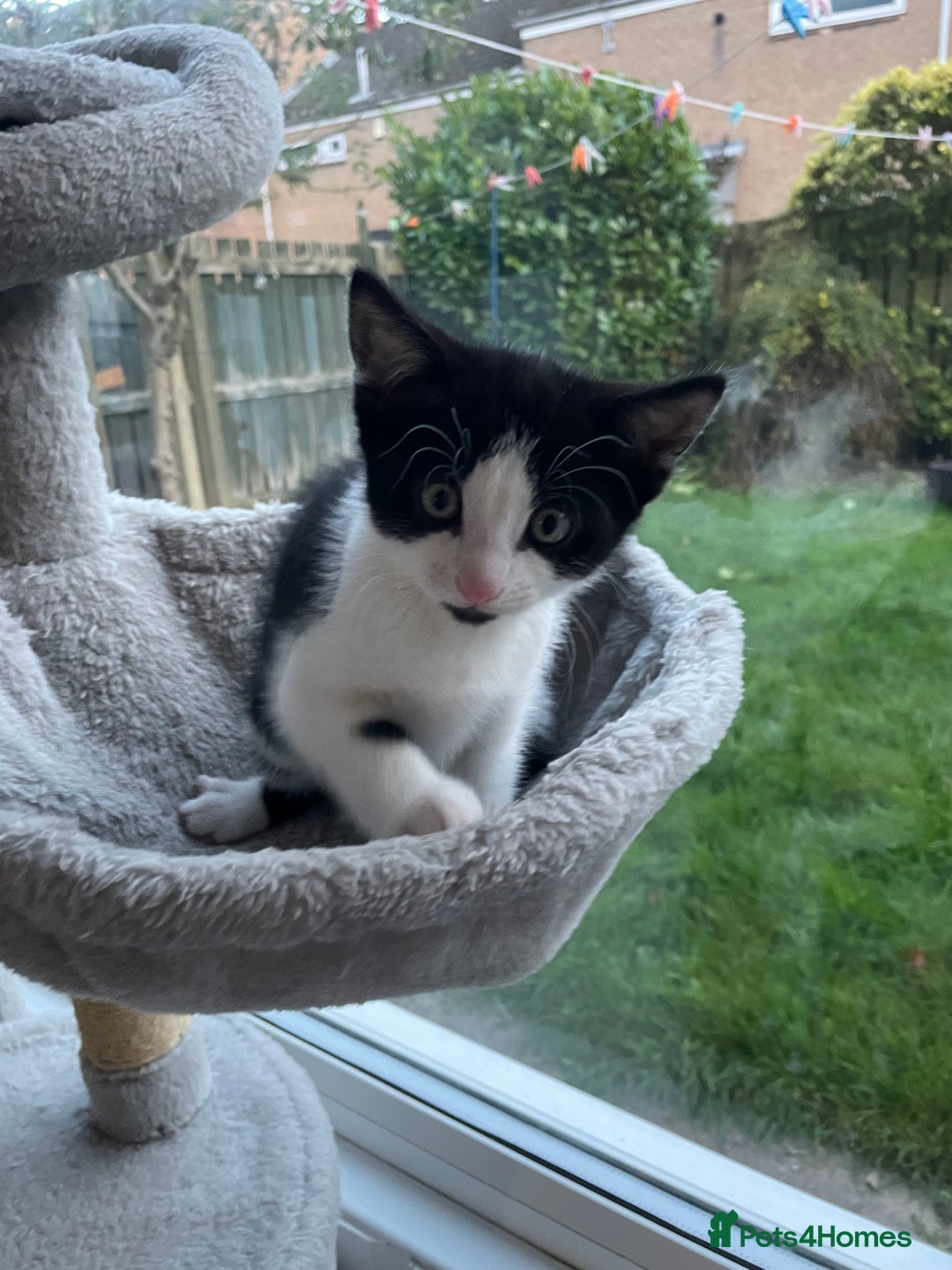 Domestic Shorthair cats for sale: 2 Male Kittens - Image 12