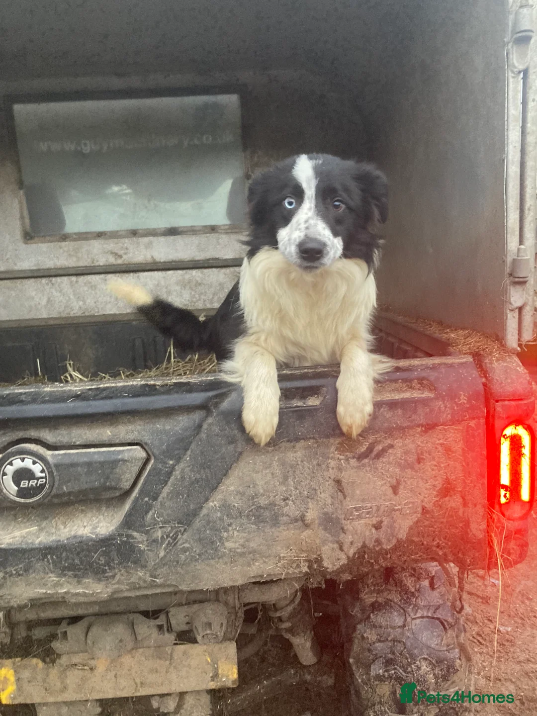 Border Collie dogs for sale: Border collie puppies  - Advert 4