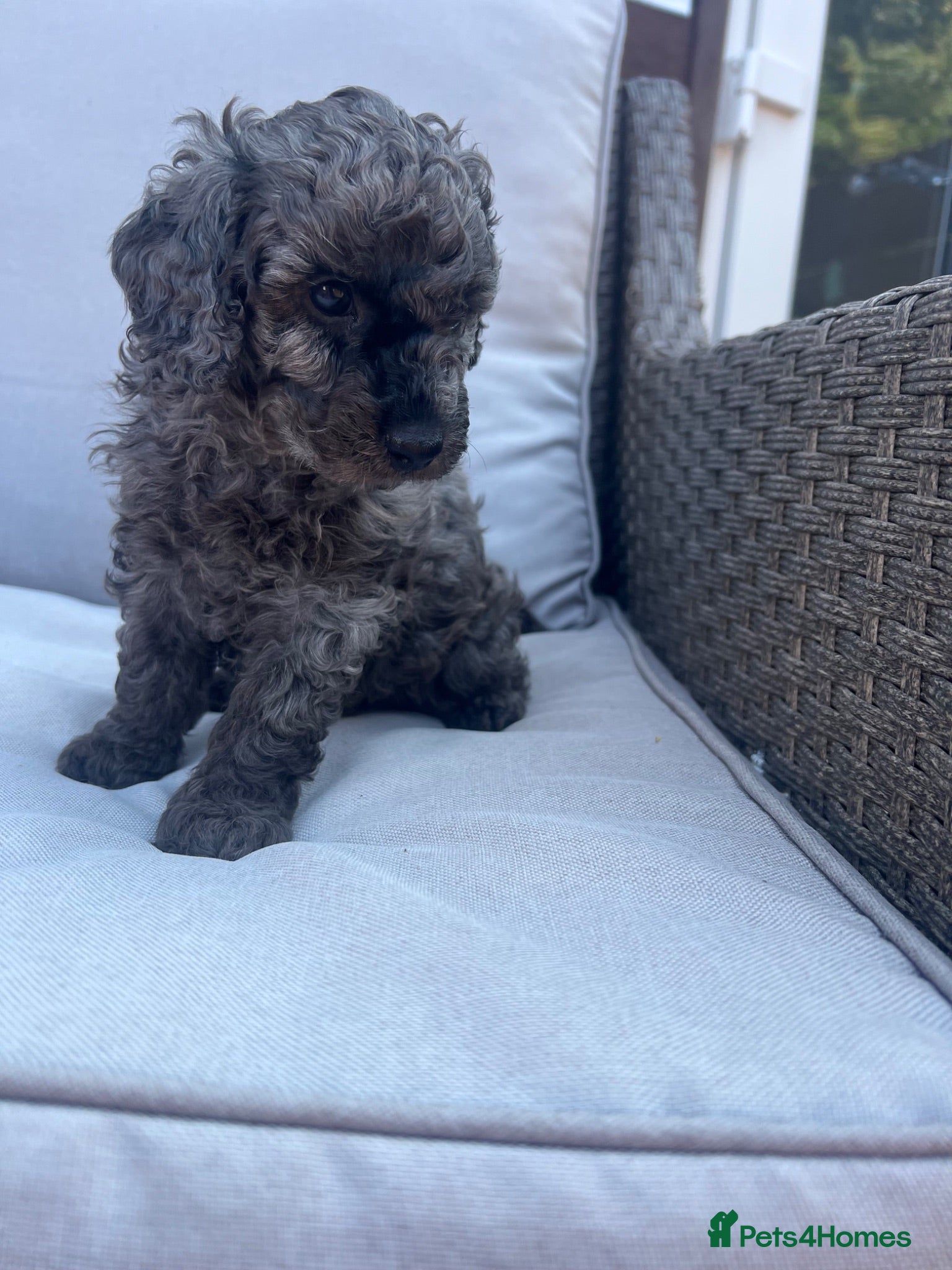 Cavapoo dogs Miniature cavapoo ready 11th august 💕💙 - Advert 2