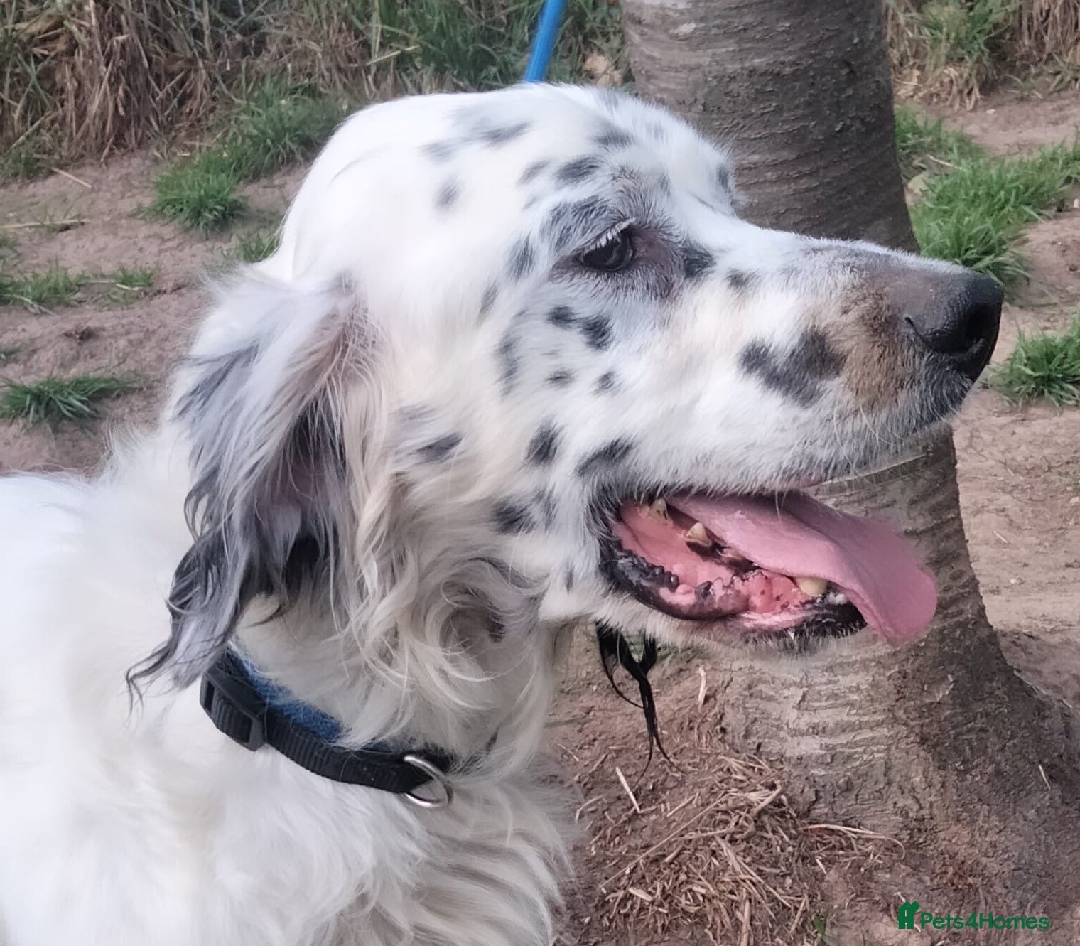 Pol — English Setter