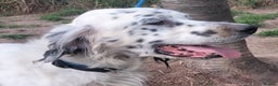 English Setter dogs for adoption: Pol   - Advert 13
