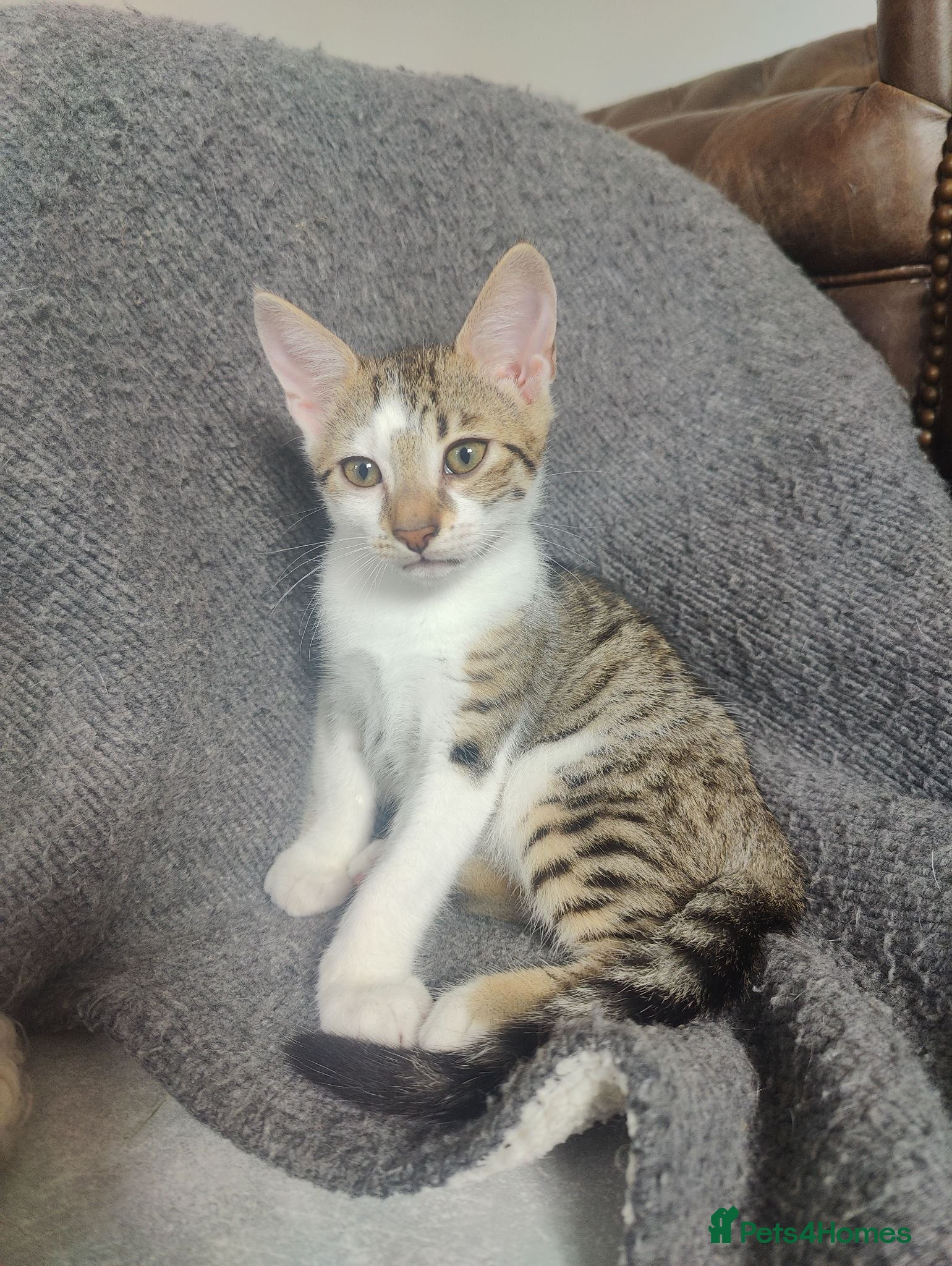 Mixed Breed cats 4 Bengal mix kittens. 1 boy available  - Advert 1