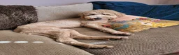 Goldendoodle dogs for sale: Exceptional Health tested Goldendoodle puppies - Advert 19
