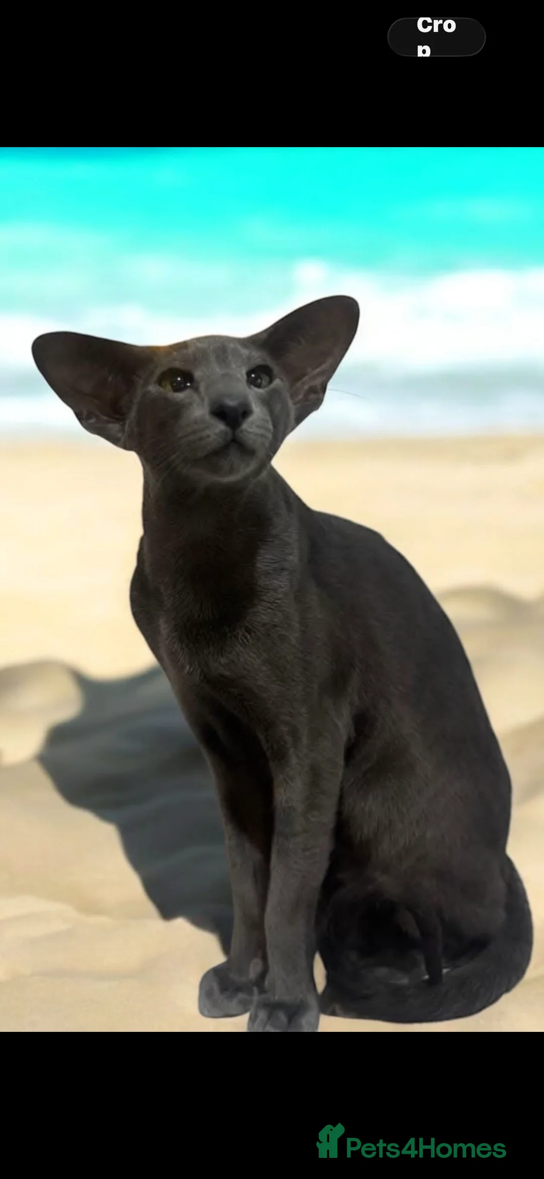 Oriental cats for sale: Stunning Gccf registered blue oriental boy  - Advert 2