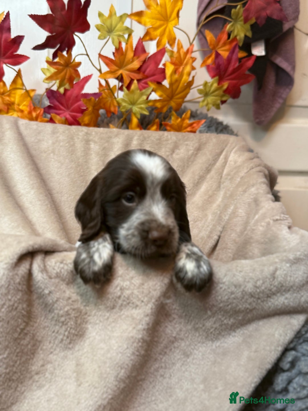 Sprocker dogs for sale: Beautiful Sprocker puppies  - Image 12