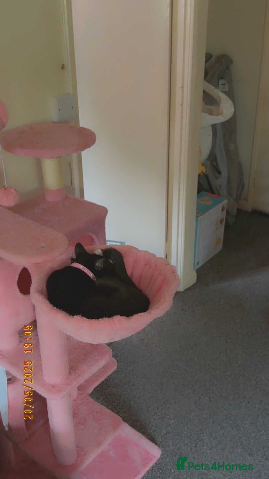 Mixed Breed cats for sale: CAT FOR REHOMING IN DERBY - Advert 3