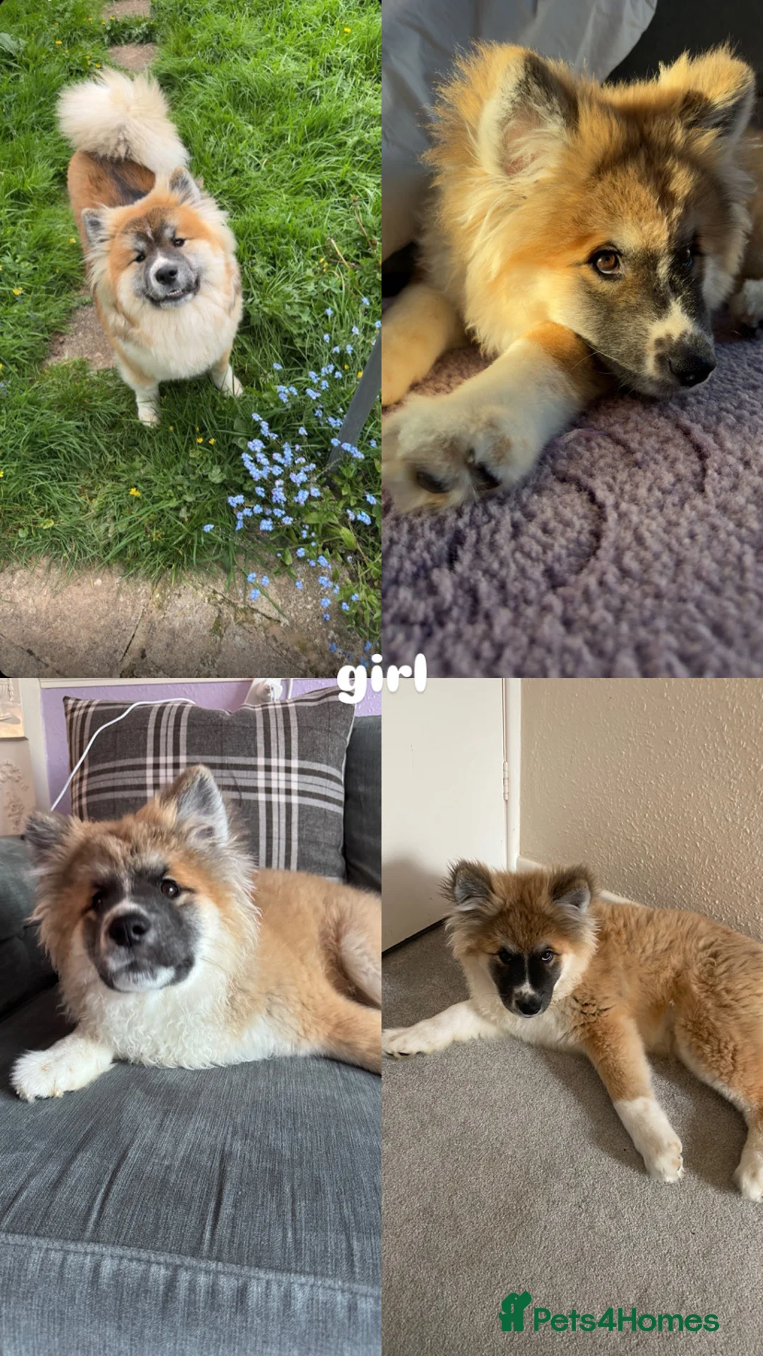 Akita dogs for sale: japanese x american akitas  in Exeter - Advert 3