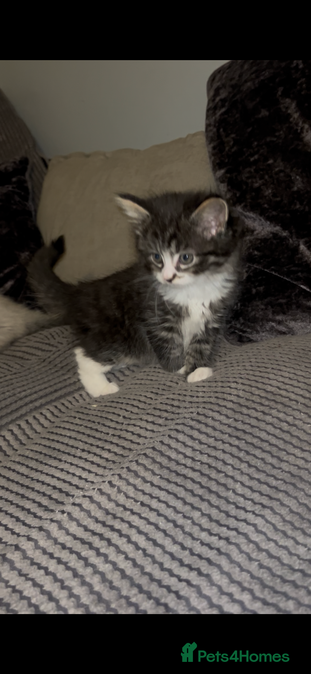 Mixed Breed cats for sale: Ragdoll x maincoon  - Advert 7