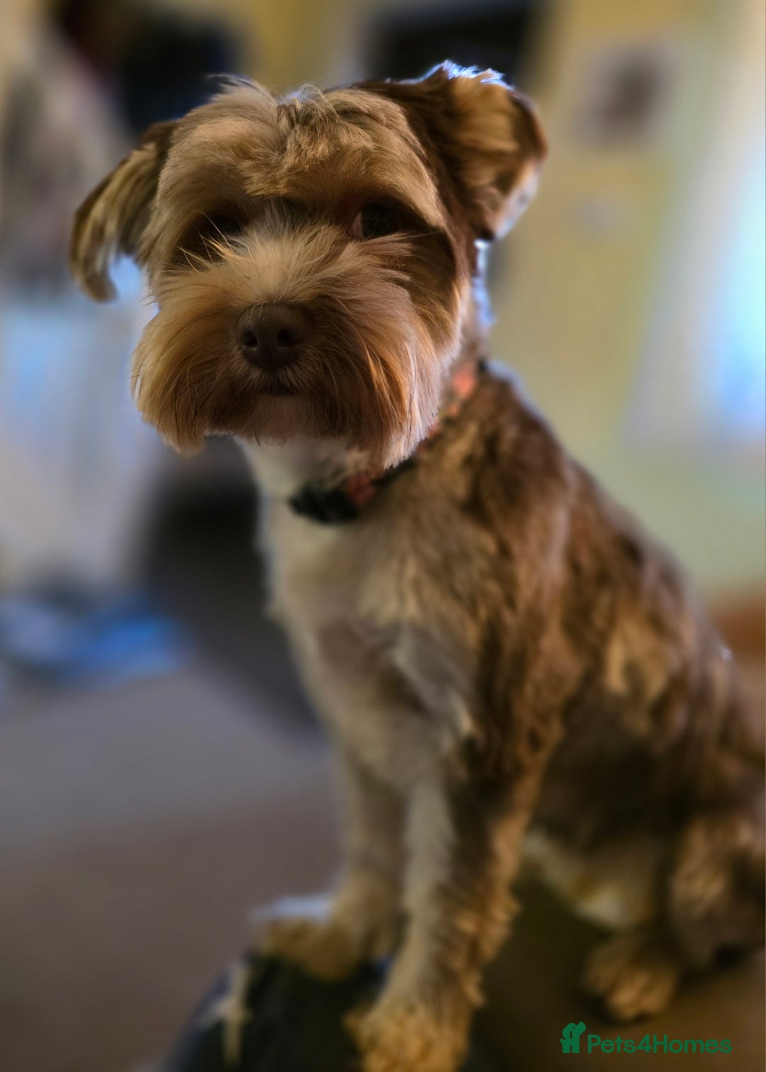 Yorkshire Terrier dogs for sale: Chocolate Yorkshire Terrier  - Image 20