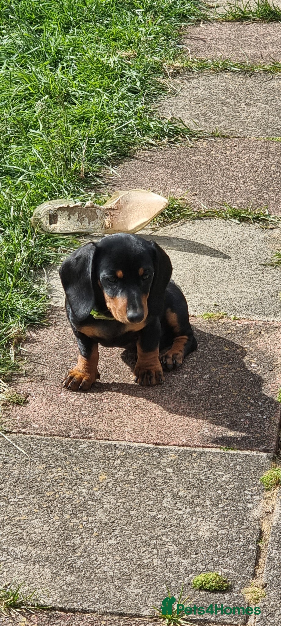 Dachshund dogs for sale: Standard dachshund  - Advert 2