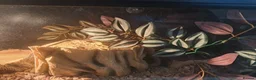 Corn Snake reptiles for sale: Corn snake  - Advert 4