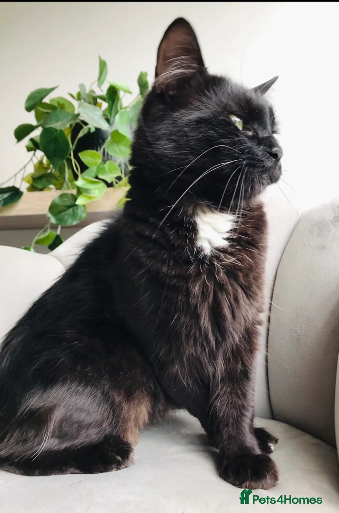 Mixed Breed cats for sale: 5 stunning mackrel tabby X ragdoll kittens  - Advert 35