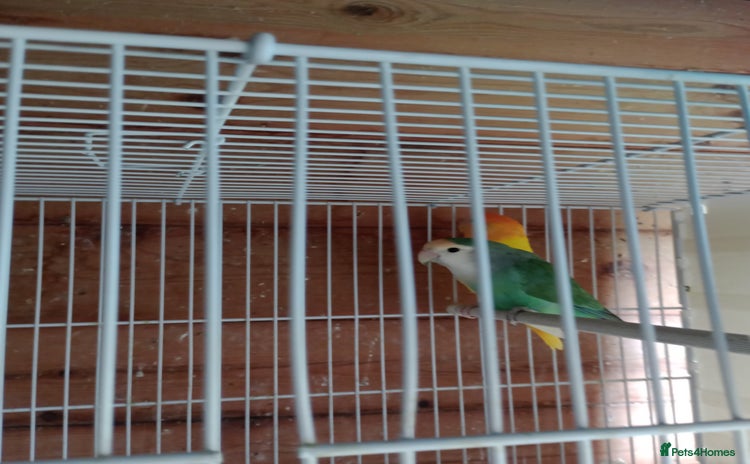Lovebirds birds - Advert 2