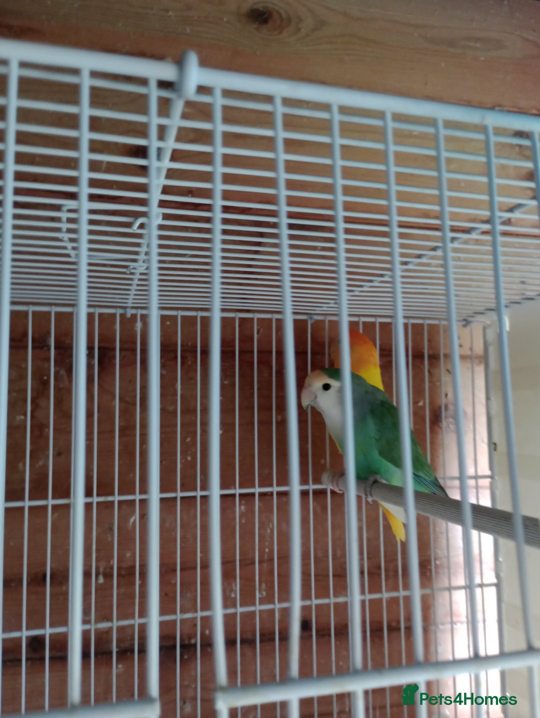 Lovebirds birds for sale: Fermale lovebirds  - Image 1