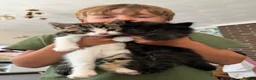 Mixed Breed cats for sale: Two beautiful kittens looking for their new homes in Newquay - Advert 7