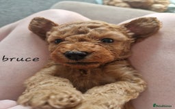 Cavapoochon dogs for sale: Cavapoochon puppies available  - Image 4