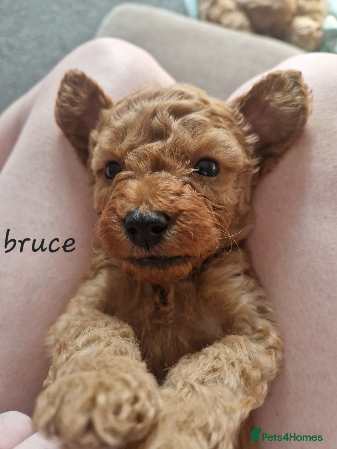 Cavapoochon dogs for sale: Cavapoochon puppies available  - Image 4