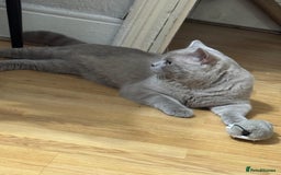 British Shorthair cats for sale: Male Leo  - Image 3