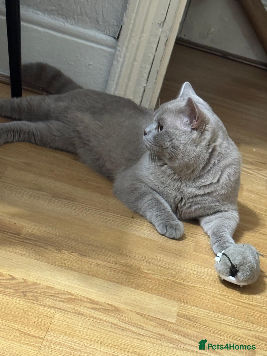 British Shorthair cats for sale: Male Leo  - Image 3