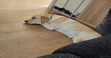 Labrador Retriever dogs - Advert 1